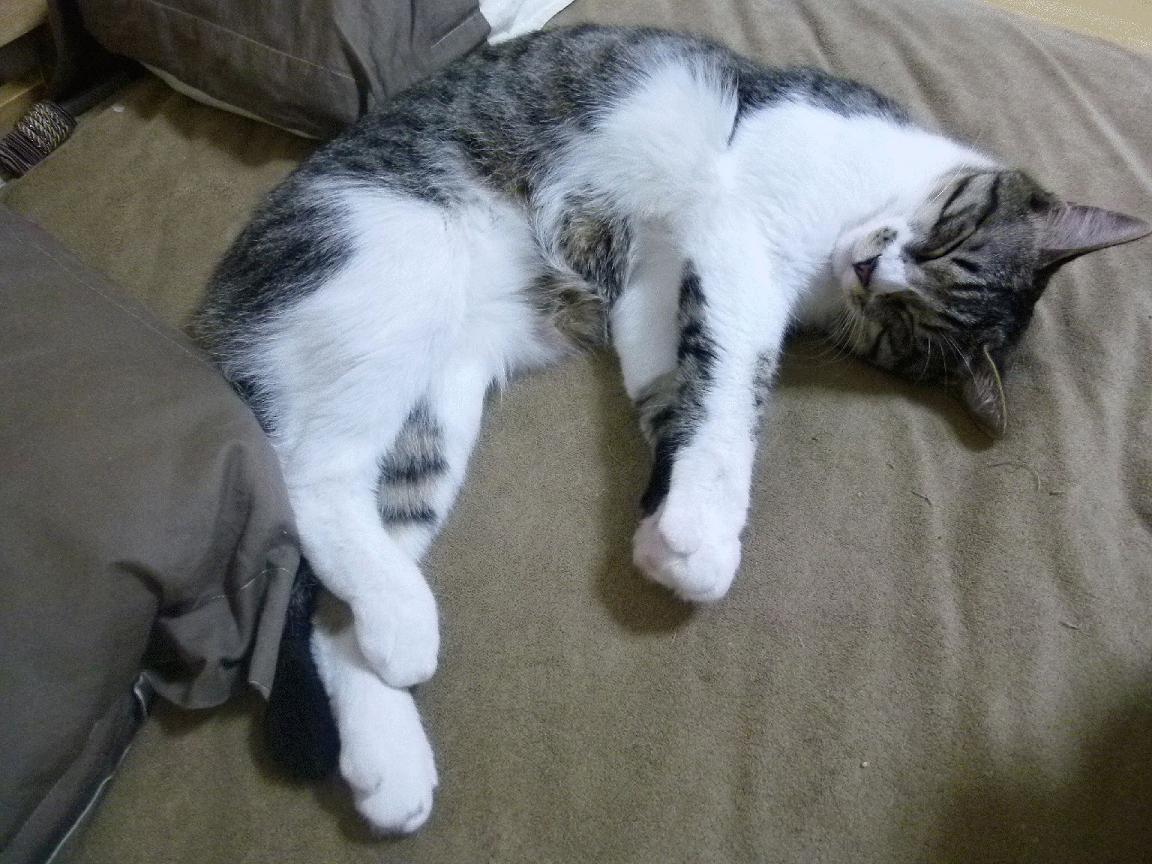 fb体育官网首页-国民队战术调整助力重要胜利，国民党足球