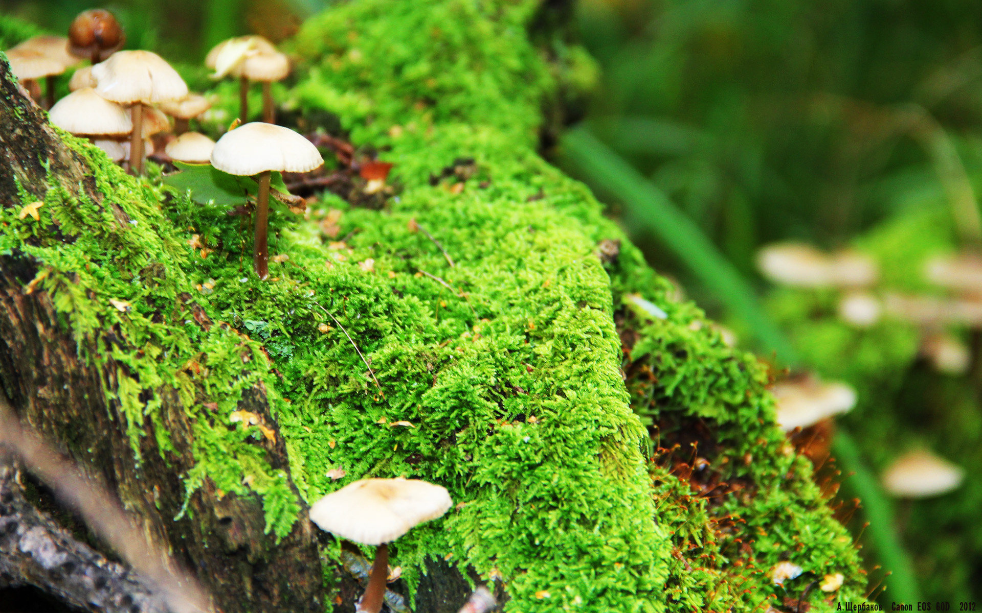 FB体育网站-图卢兹客场击败累西蒙，保持不败，图卢兹转会