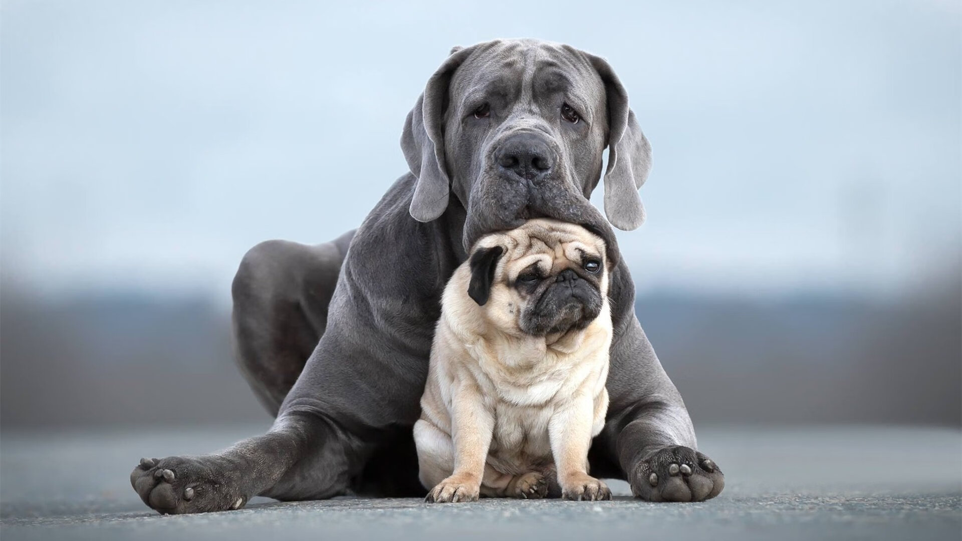 塞维利亚主场战平强敌,积分保持稳定,塞维利亚队