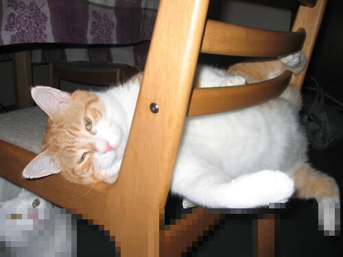 太阳主场不败纪录被打破,球队寻找复苏之路,太阳主场胜率