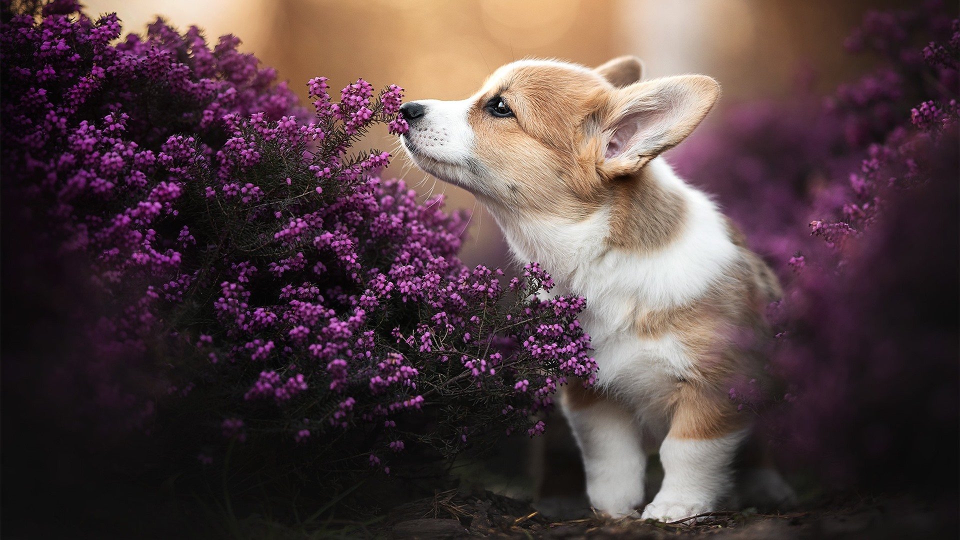 奥地利女足勇于突围,实力逐渐显露,奥地利女球迷
