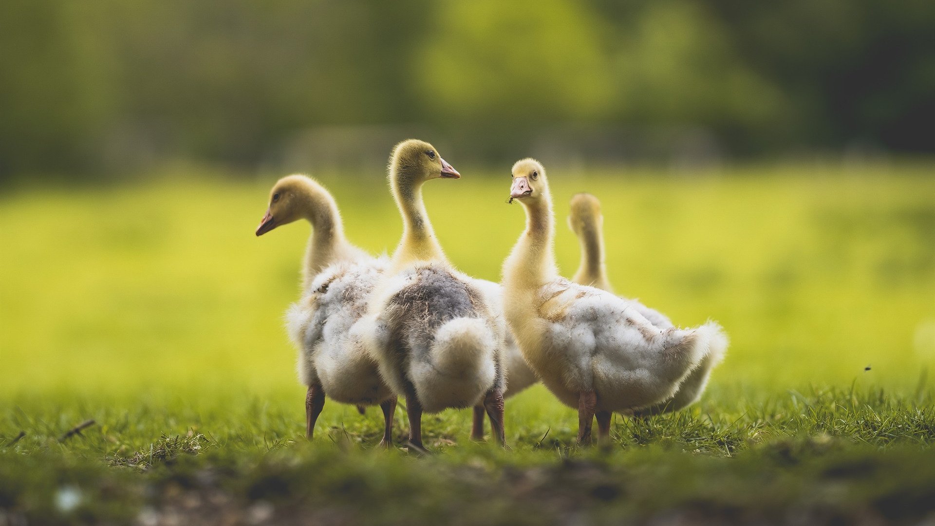 巴黎圣日耳曼客场逆袭,晋级下一轮,巴黎圣日耳曼官宣
