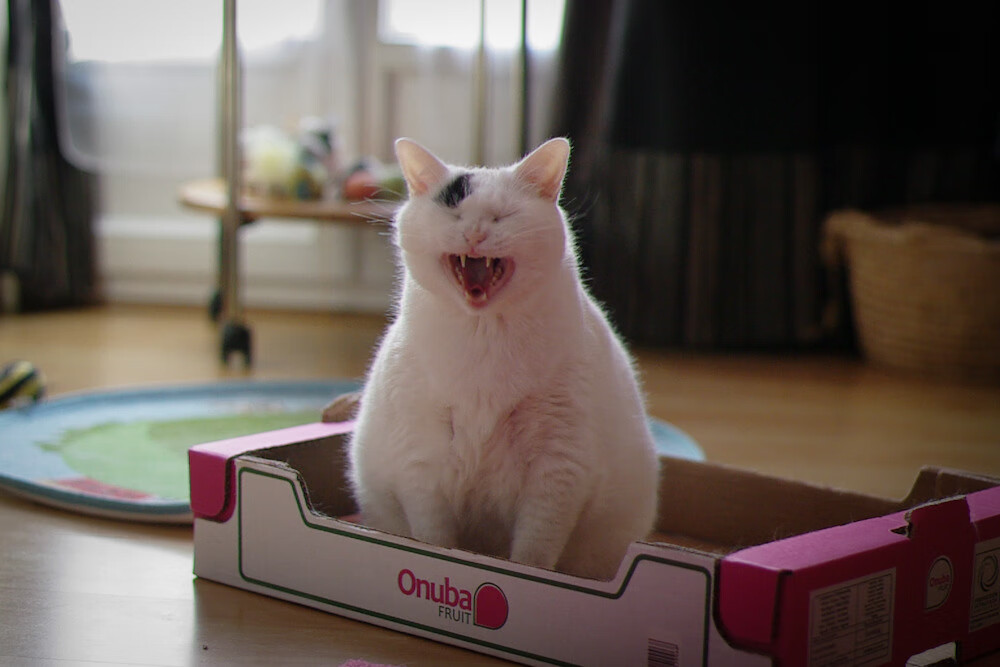 意外拳击选手无缘决赛,拳击意外死亡