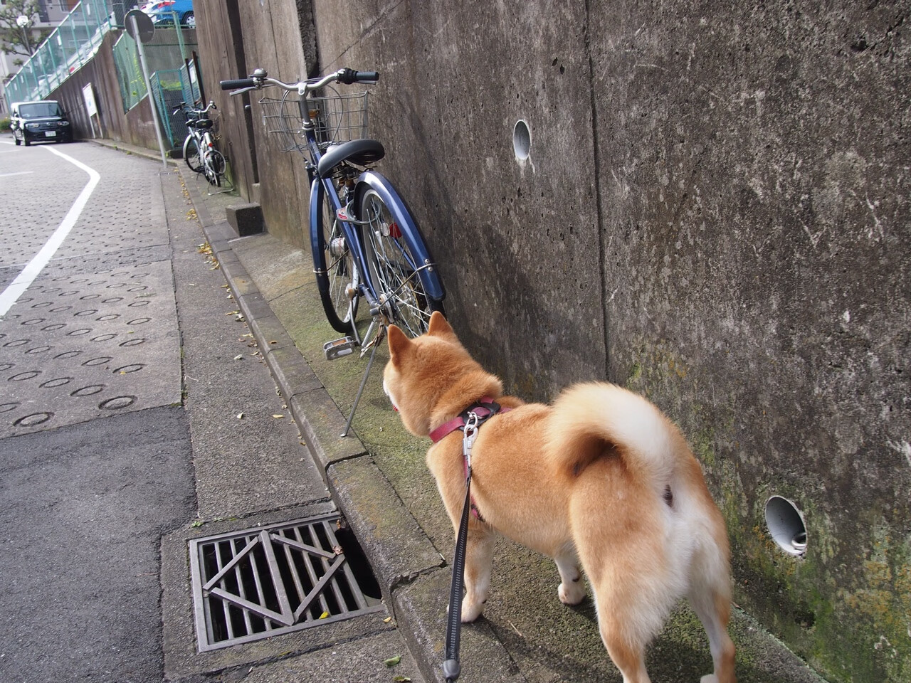 斯图加特球员集中训练,备战下场比赛,斯图加特青训