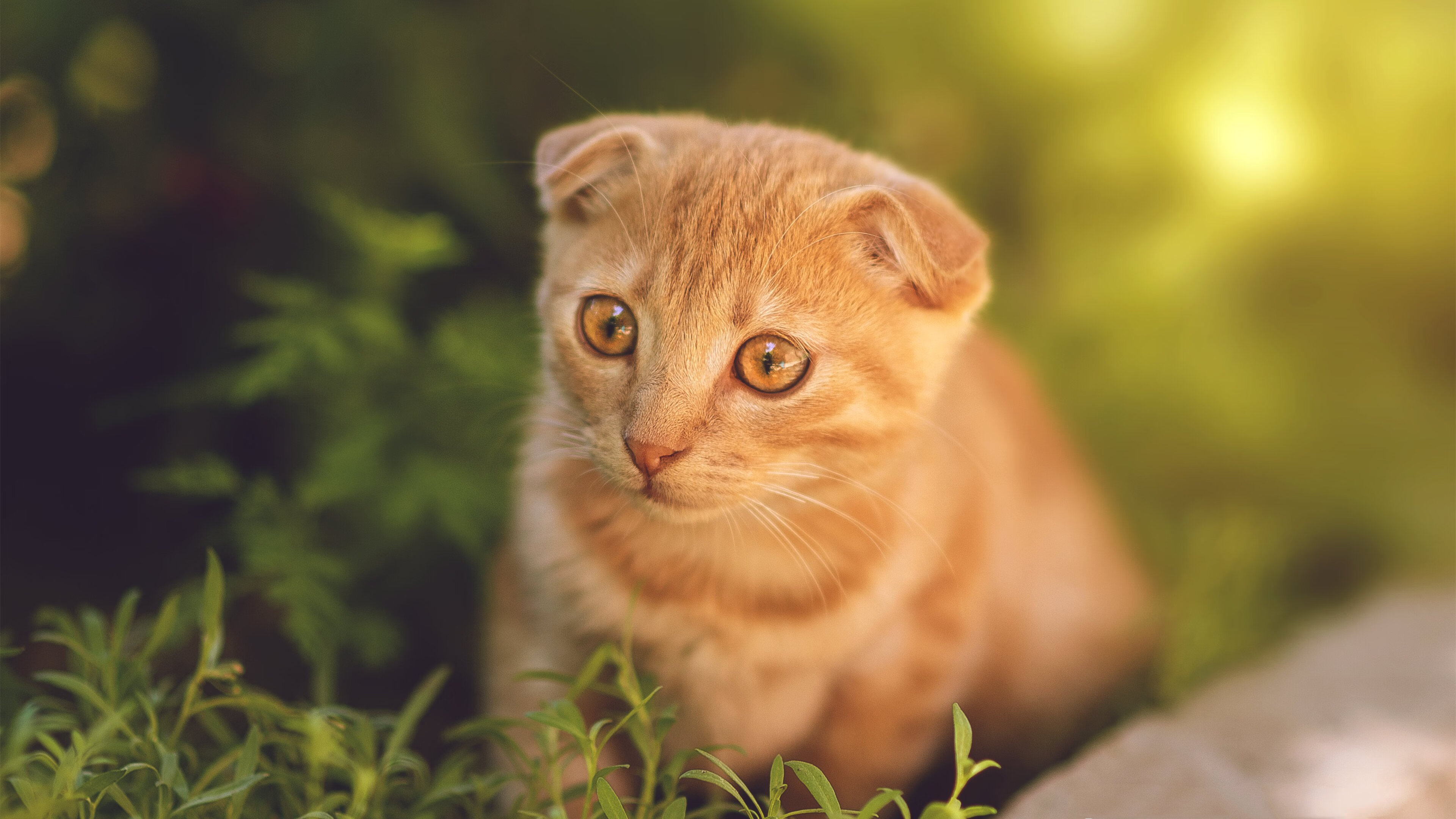 FB体育下载-NBA联盟重大赛事筹备中的多方协调机制分析，nba联盟规则详情