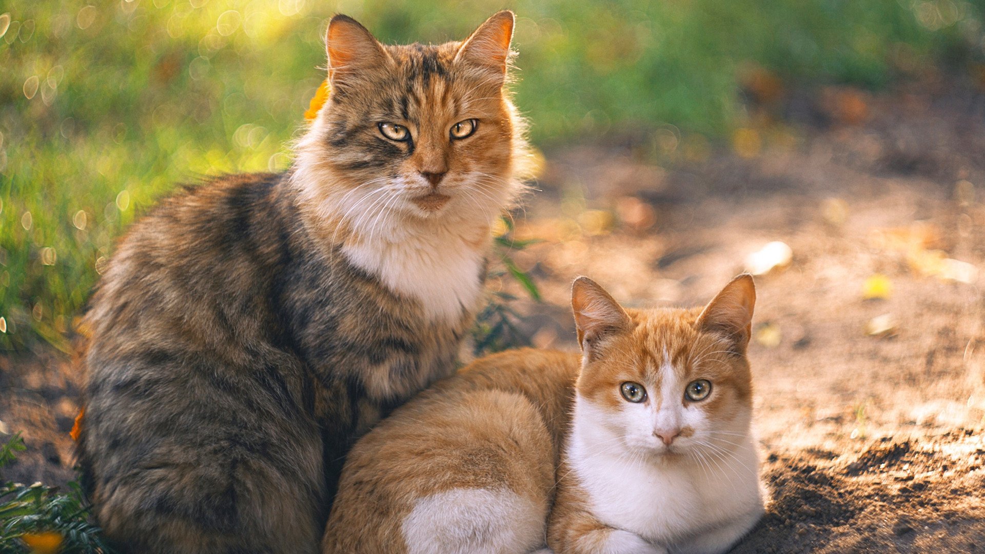 NBA联盟重大赛事筹备中的多方协调机制分析,nba联盟规则详情