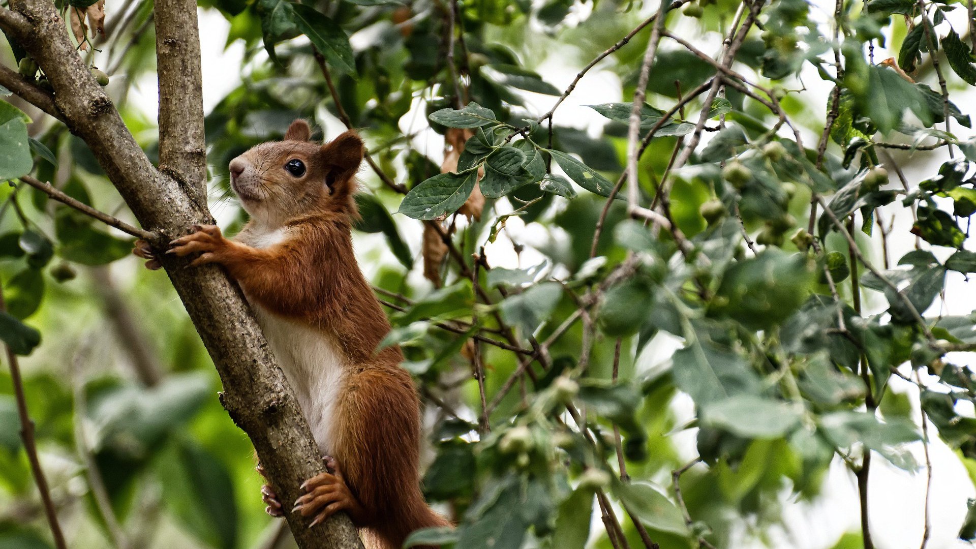 国足阵地战与快攻效率比较,足球阵地战的战术有哪些