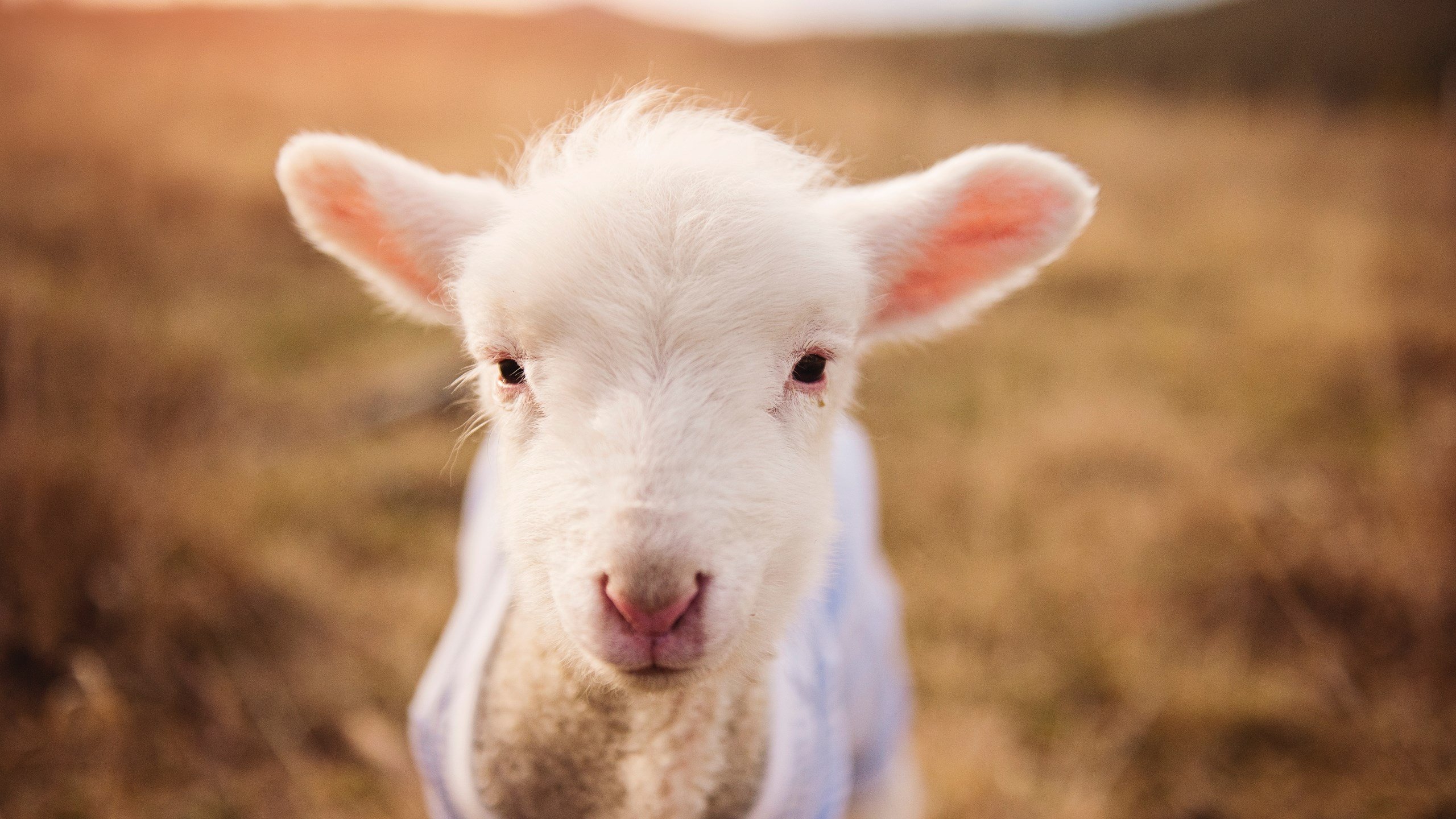意甲VAR平台导入视觉+语义协同预判系统精度提升,意甲var使用规则