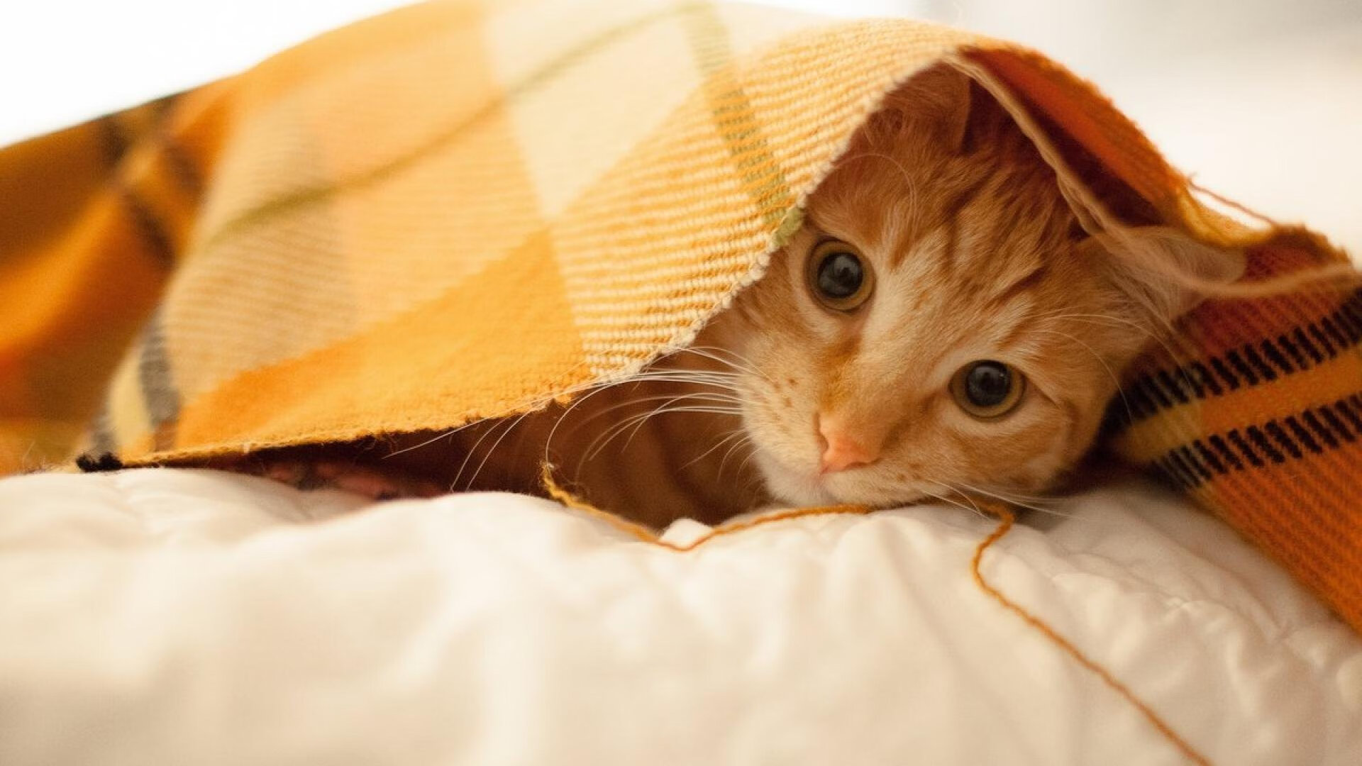 法甲球员赛后心率恢复监测促进科学训练调整,法甲水平如何