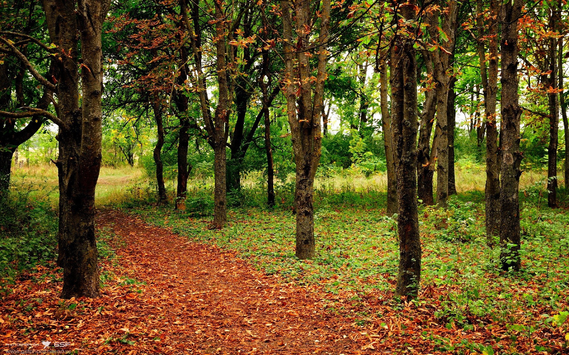 篮球运动员专项技术动作训练标准及规范制定,篮球专项技术动作名称