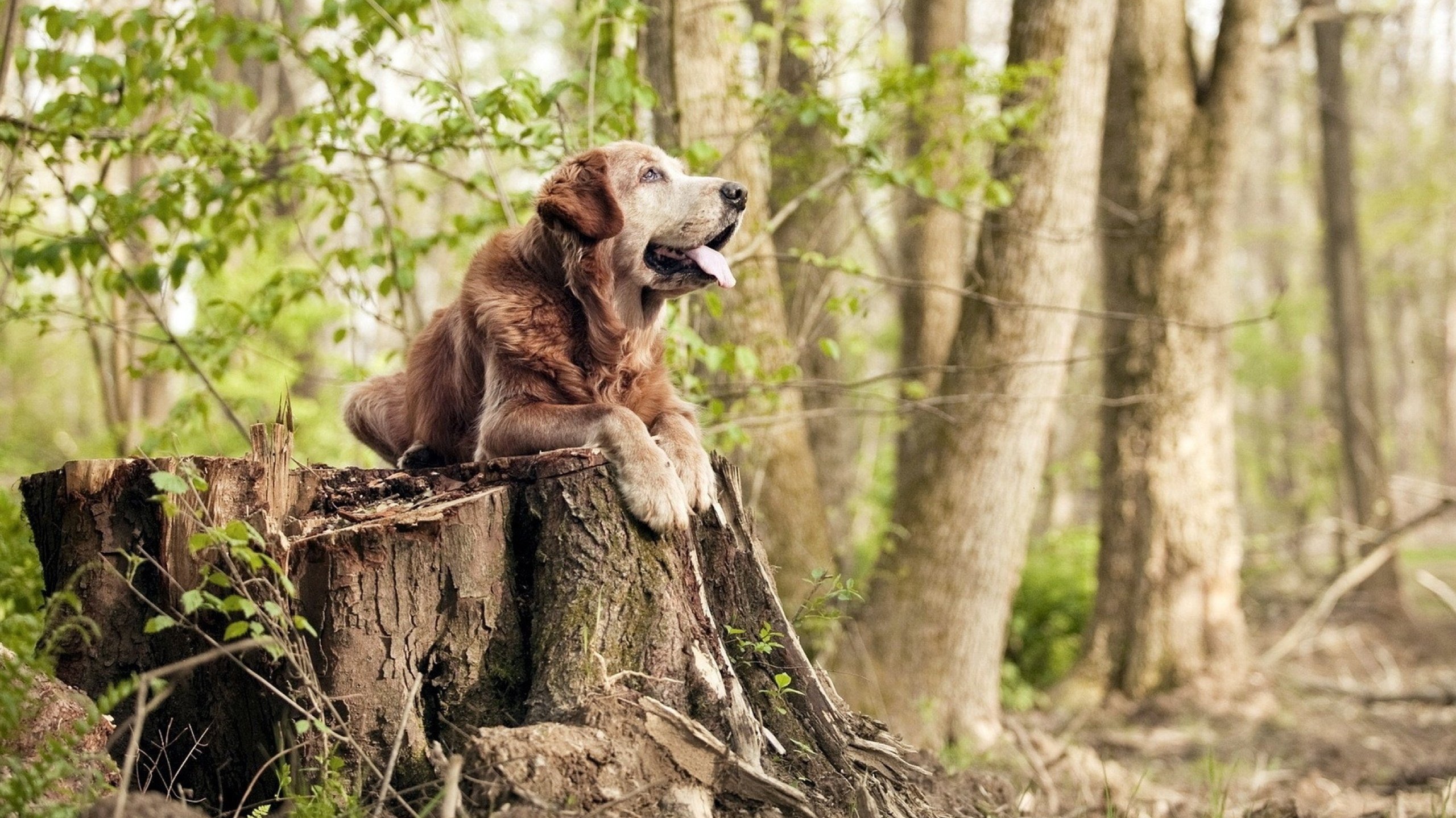 中国三人篮球男队攻防平衡,中国男篮三人篮球队阵容