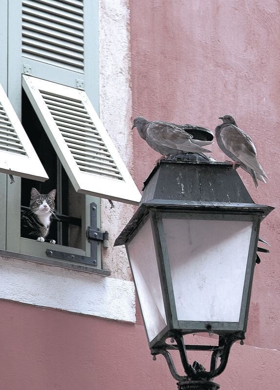 中国男篮在多场硬仗中锤炼意志,中国男篮虽败犹荣