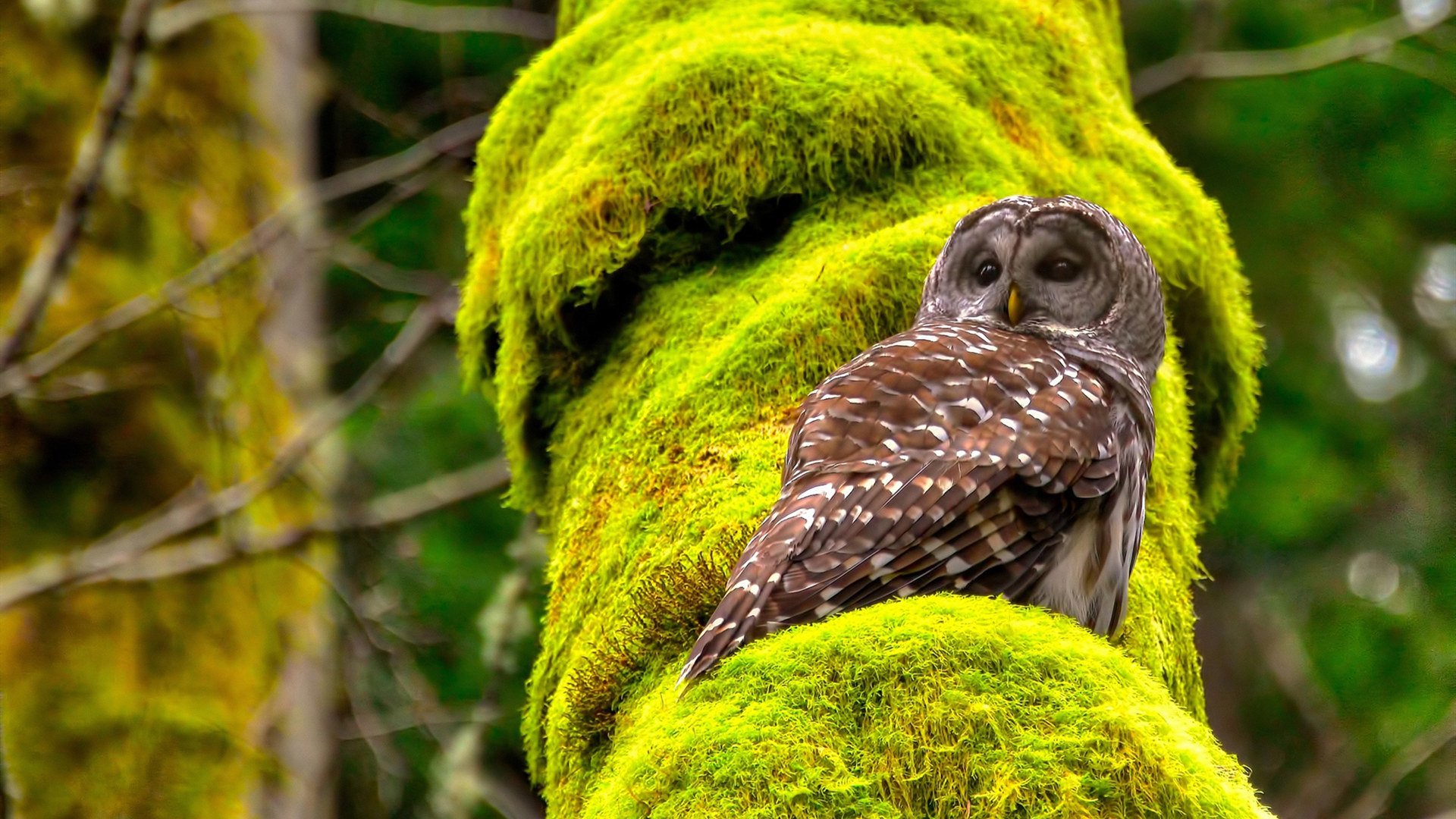 亚冠联赛国家队逆袭 球迷集体点赞,亚冠球队回国了吗