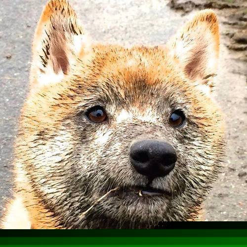 体育新闻中心上线体育人物数据库可视化模块,体育人物深度报道