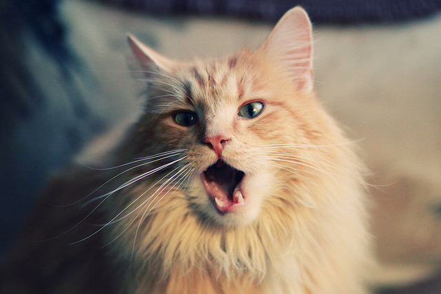 国际热身赛国足战平 技术执行趋于成熟,国足敲定热身赛对手